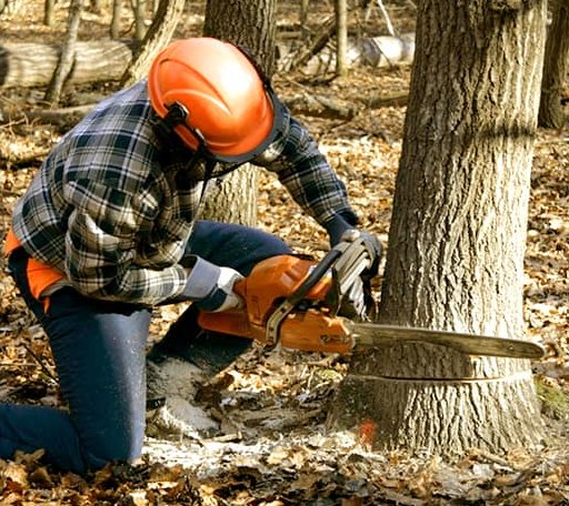 Tree Removal in Wilmore, KS